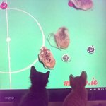 [개냥이] 버터와 츄이 - 2