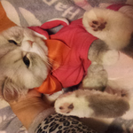 [고양이집사] 두 아이를 키우는 고양이집사네요^-^ 저도 아가들...