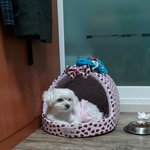 [도와주세요] 강아지를버리고왔어요