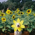 [EXO] 시발오빠년이<b>미숫가루</b>못먹게해서집나옴