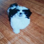 [반려견] 사랑스러운 우리 <b>호동</b>이2