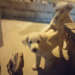 [찾아주세요] 힌<b>둥이</b>가 없어졌습니다. 한번만 봐주세요...