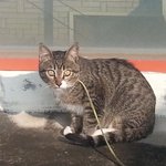 [<b>야옹</b>이] 고양이