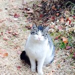 [도비도비] 길고양이 도비 3 (이제 <b>빠빠</b>이)