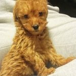 [뚱이] 울<b>집</b> 막뚱이 뚱<b>이</b>를 소개합니다~