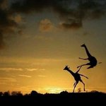 [EXO] 이년들이 미쳣나 <b>발정</b>났어?????