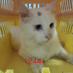 시한부 삶을 살았던 고양이 "둥이" 이야기입니다.