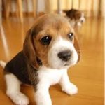 [백현] 150122 서가대 백현이의 비글비글 (백현<b>FOCUS</b>)