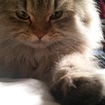 [<b>봉봉</b>이네] <b>봉봉</b>이 다섯번째