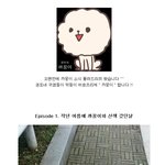 권또네 막둥이 <b>비숑</b>프리제 까꿍이와의 일상 ^ㅡ^
