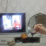 치킨을 향한 킁킁이 (야옹이)  의 사랑