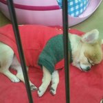 [EXO] 얘 <b>치와와</b> 맞나??