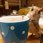 내 컵에 너 있따! 천재다람쥐 초귀염 컵샷~