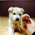[유기동물] 억울하게 잃어버린 또봉이를 찾아주세요..