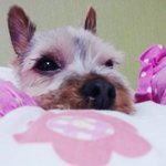 강아지가 밥을 너무 많이 먹어요ㅠㅠ