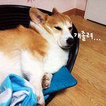 [반려견] 4탄 개졸림 <b>라이</b>