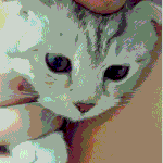 [우리고양이] (냥이)사랑이를 소개 합니다~