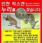 [반려견] 인천 <b>믹스</b>견 누리 찾습니다.