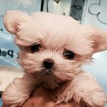 [EXO] 쟤네 낍우리지마가 우리한테 <b>썬더</b>같은개념임