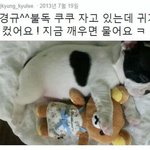 [<b>헐랭</b>] 그렇게 안봤는데 충격적인 개그맨 이경규 트윗계정