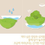 [아모제푸드] 양상추 <b>부활</b>시키는 밥법이라고ㅎㅎ나름 신기한듯요^^