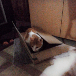 [쁘니단비] 쁘니단비 엄마와 댄스를~^^
