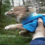 말이필요없는 반려동물 움짤영상 모음