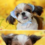 우리집 <b>시추</b> 남매(비, 하늘이)