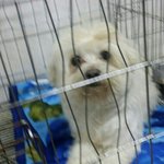 [말티아가] 두달 <b>임보처</b>가 급하게 필요한 아이입니다.