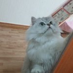 빵꼬네