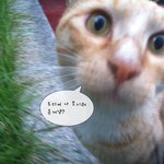 [냐옹이] 냥이에겐 배려있고 사람에겐 애교많은 몰리의 집사님이 되어주세요~