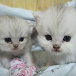 아기천사들을 소개합니다