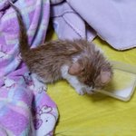 쥐덫에 걸린 고양이 새끼를 구조해서 키우고있어요..