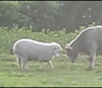 [EXO] 스탠딩은 닥치고 전진 아니면 