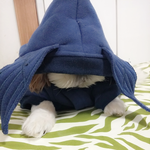 시추 남매  (<b>비랑</b> 하늘이) 두번째