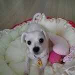 말티아가<b>눈물자국</b>이없을수도있나요??