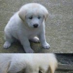 [EXO] 팬질혼자하는애들있니..