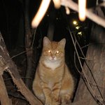 나를 길들이지 마세여. <b>by</b> 길냥이