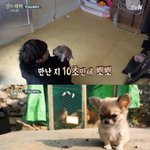 [EXO] 산체키우고싶어서...찾아봤는데