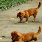[EXO] 사마귀랑 개랑 <b>대화</b>해.......