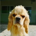 <b>무자비</b>한 폭력으로 몸과 마음이 멍든 코순이