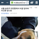 송파구 마천동에서 <b>비글</b> 잃어버리신분 없나요