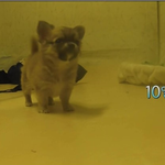 [바우바우] [바우바우]삼시<b>세끼</b> 강아지 산체/장모치와와