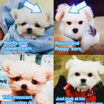 [EXO] 타오메파인별웨<b>보도</b> 캔디가 너무 자주등장해