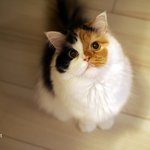 [유봉이네] 고양이 표정 읽기(유봉이네)