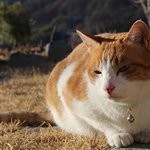 [우리고양이] 네이트판 첫 나들이