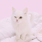 [EXO] 우리집고양이는 <b>윙크</b>도잘해