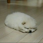 [EXO] 나 둘기덕분에 <b>성적오름</b>