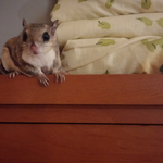 하늘다람쥐 뭉실이의 초극강 애교부림