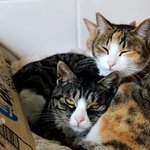 [우리고양이] 지리산 고양이 " 태랑이"